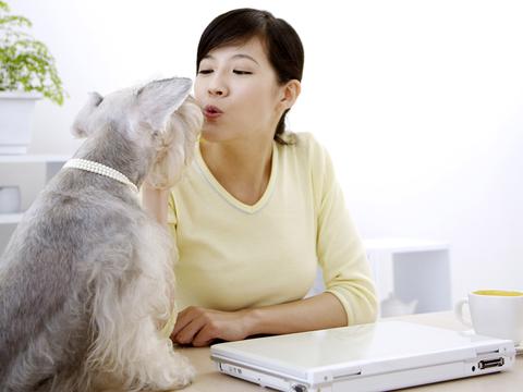 柴犬战斗力排名第几(十大战斗力最强的狗排名)