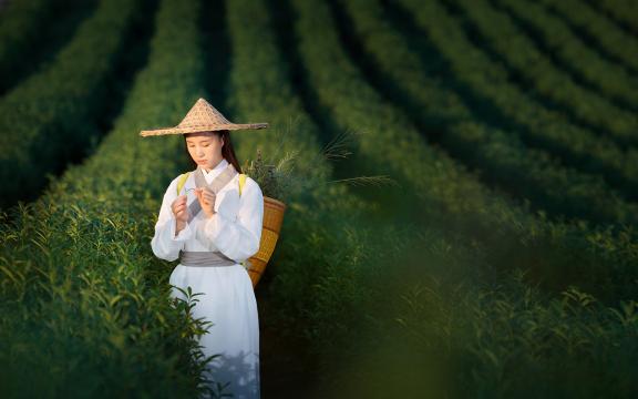 银渐层和挪威森林猫，充满自然风情